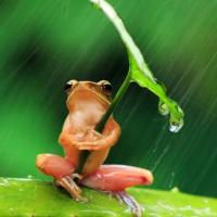 Why is nature amazing? Look at this little frog